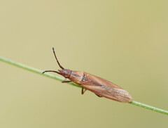 Cryptorhamphidae