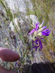 Heliophila juncea
