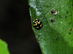 Heterocaria barronensis