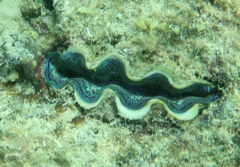Tridacna crocea