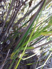 Heliophila juncea