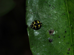Heterocaria barronensis