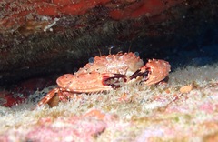 Goniosupradens hawaiensis
