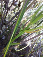 Heliophila juncea