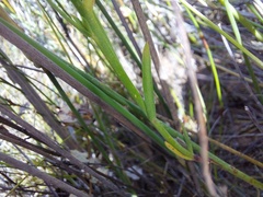 Heliophila juncea