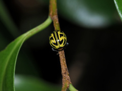 Archegleis interrupta