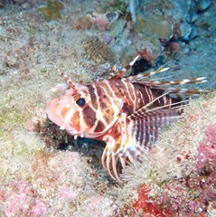 Pterois sphex