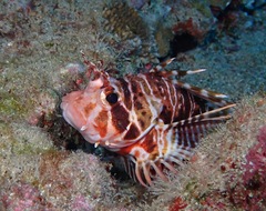 Pterois sphex