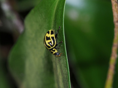 Archegleis interrupta