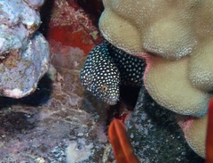 Gymnothorax meleagris