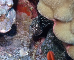 Gymnothorax meleagris