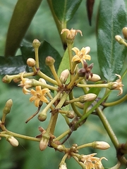 Parsonsia brownii