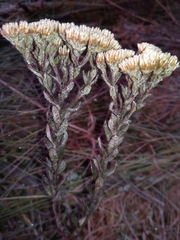 Helichrysum bracteiferum