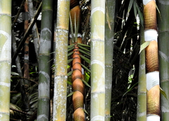 Bambusoideae