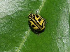 Archegleis interrupta