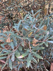 Olea europaea