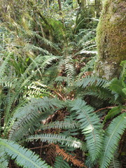 Polystichum vestitum