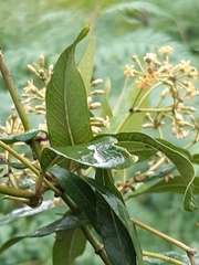 Parsonsia brownii