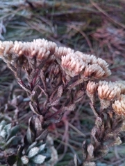 Helichrysum bracteiferum