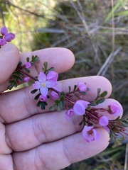 Boronia microphylla