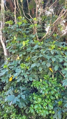 Pseudopanax colensoi