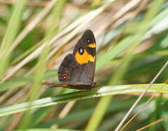 Tisiphone abeona albifascia