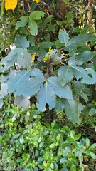 Pseudopanax colensoi