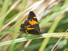 Tisiphone abeona albifascia