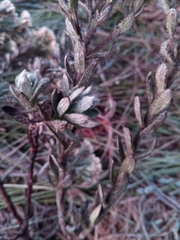 Helichrysum bracteiferum