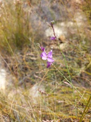 Heliophila juncea