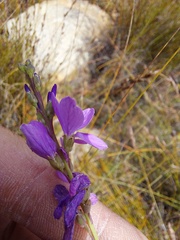Heliophila juncea