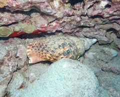 Charonia tritonis