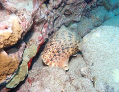 Charonia tritonis