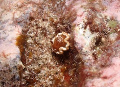 Glossodoris rufomarginata