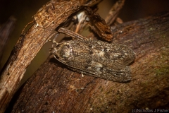 Oecophorinae