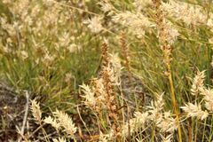 Microtis eremaea
