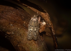 Oecophorinae