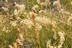 Microtis eremaea