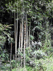 Bambusoideae