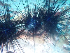 Euechinoidea