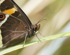 Tisiphone abeona albifascia