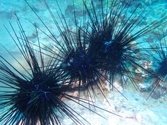 Euechinoidea