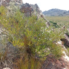 Erica verecunda