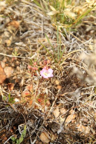 Drosera nitidula