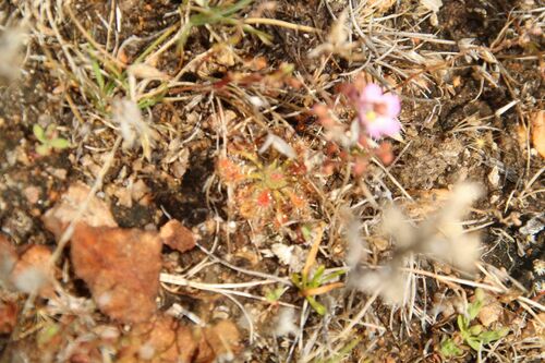 Drosera nitidula