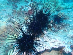 Euechinoidea