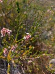 Erica verecunda