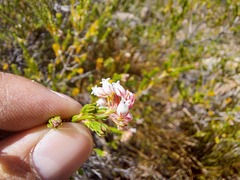 Erica verecunda