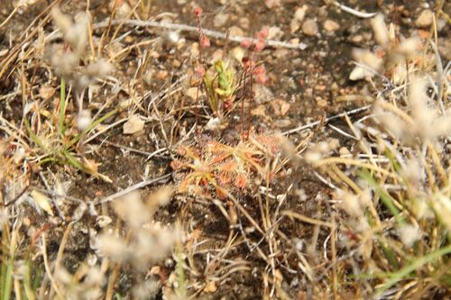 Drosera nitidula