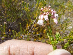 Erica verecunda